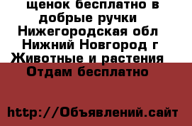щенок бесплатно в добрые ручки - Нижегородская обл., Нижний Новгород г. Животные и растения » Отдам бесплатно   